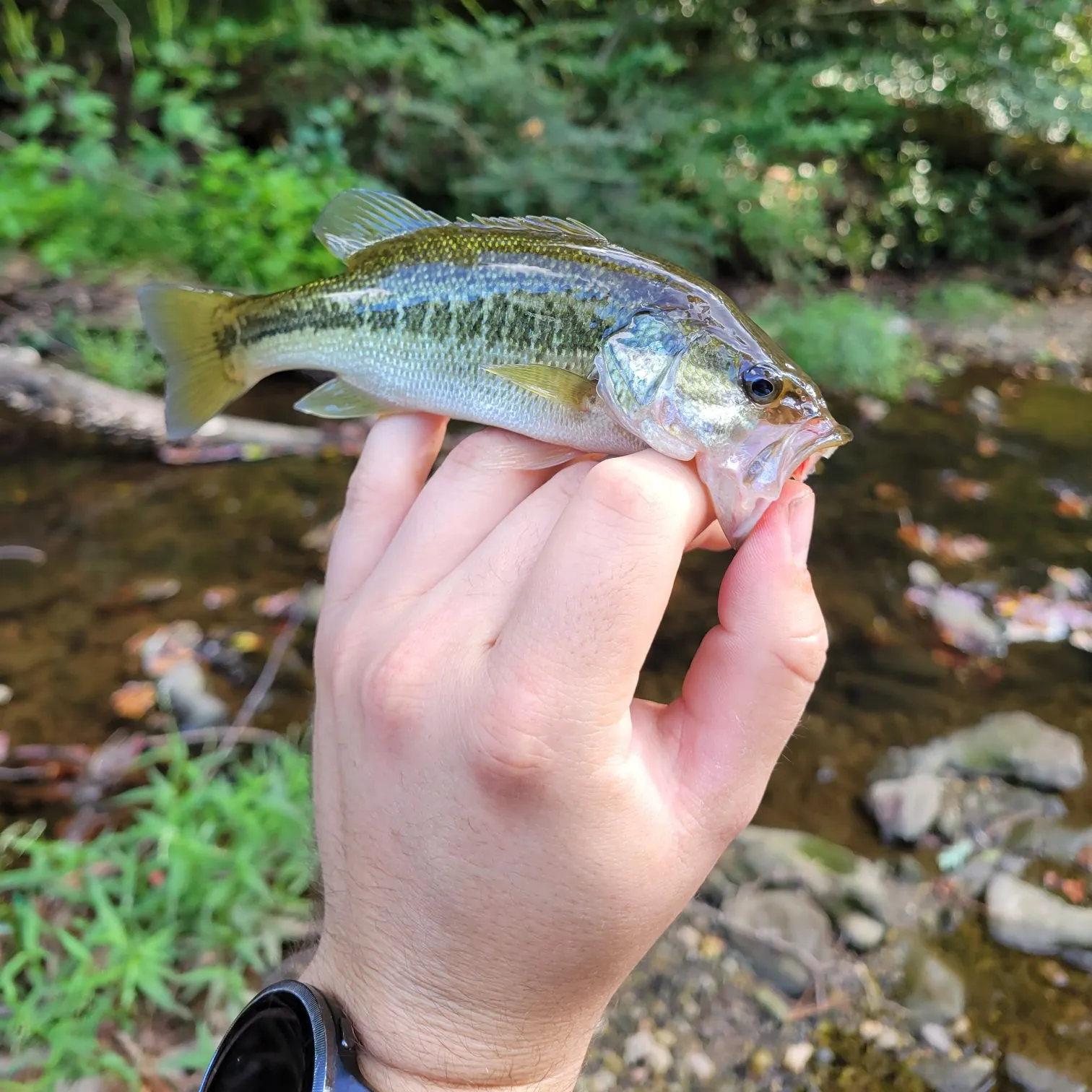 Spotted bass caught on Fishbrain