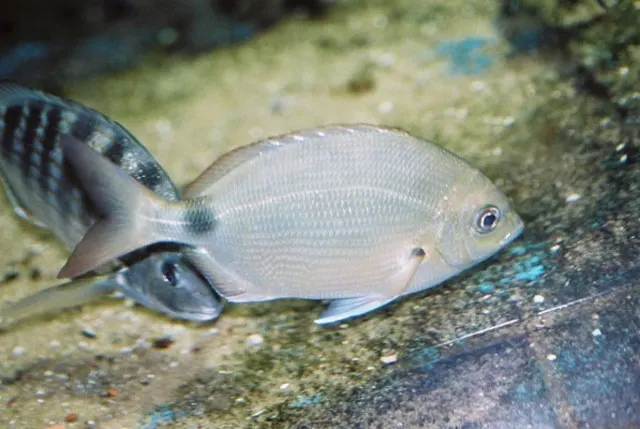 Silver porgy