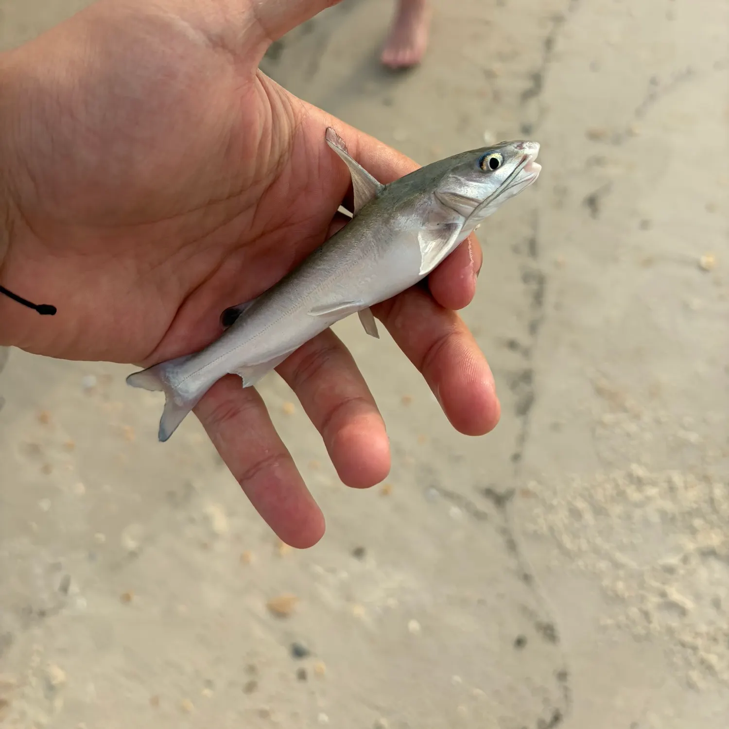 Hardhead sea catfish caught on Fishbrain