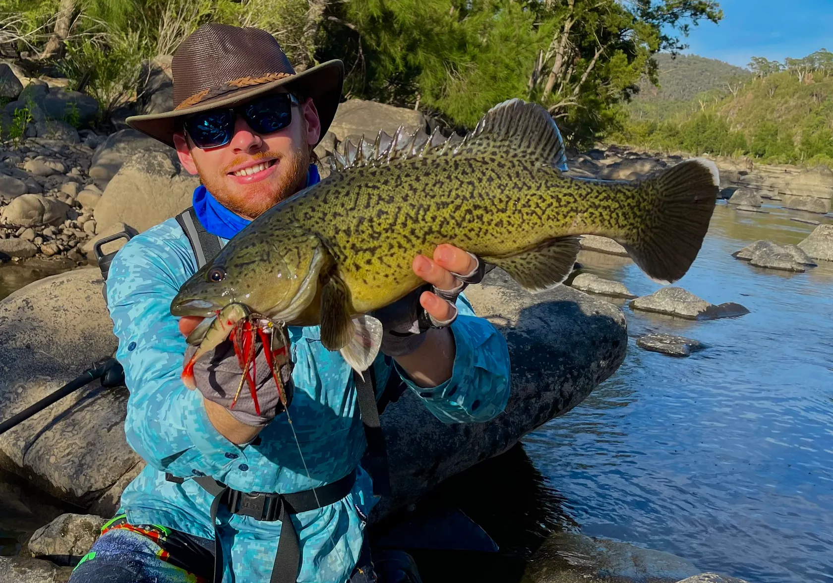 Trout cod