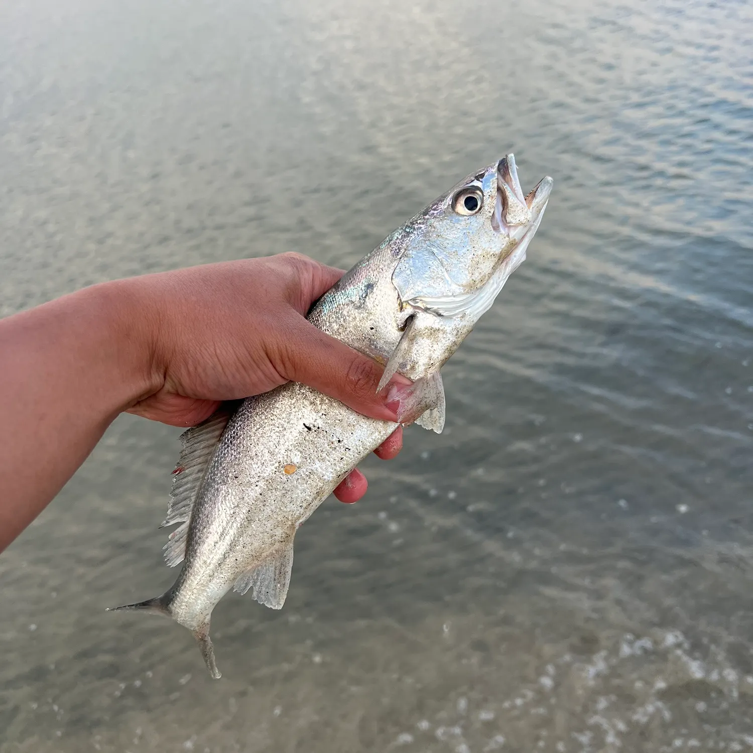 The most recent Stolzmann's weakfish catches on Fishbrain