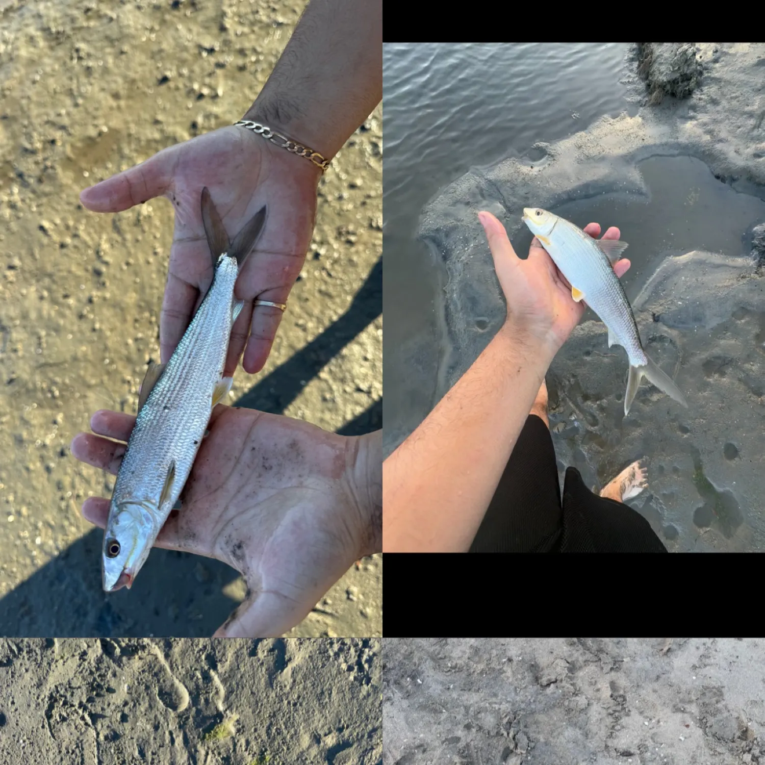 The most recent Cortez bonefish catches on Fishbrain