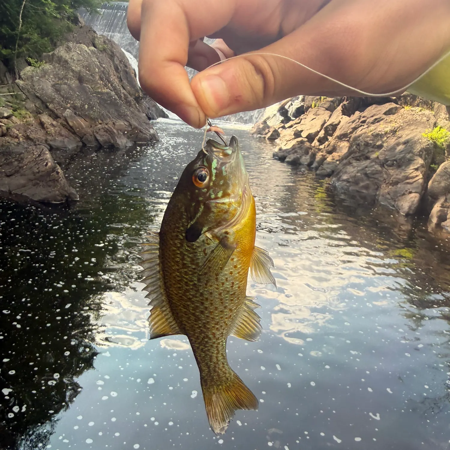 Redbreast sunfish caught on Fishbrain