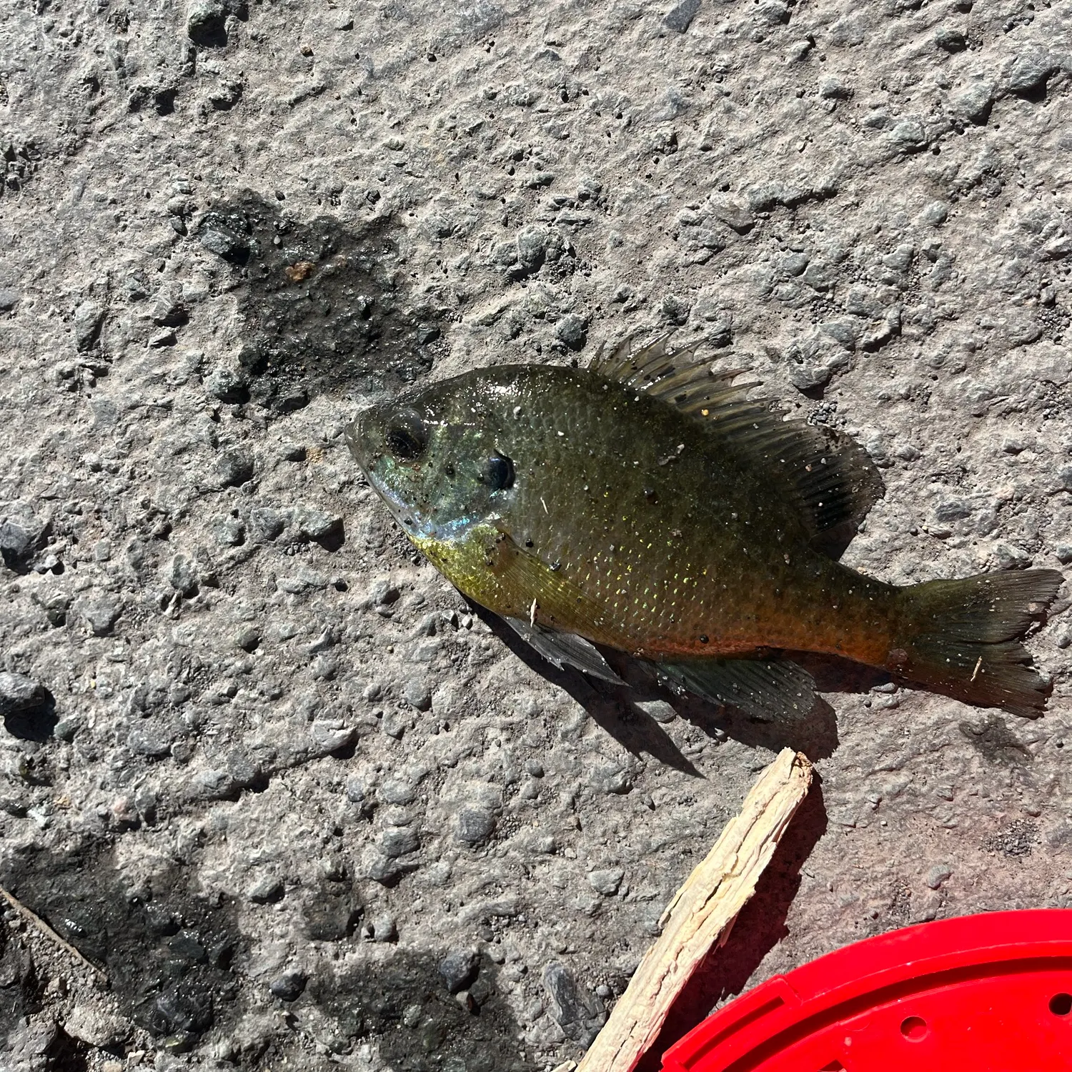 The most recent Greengill hybrid catches on Fishbrain