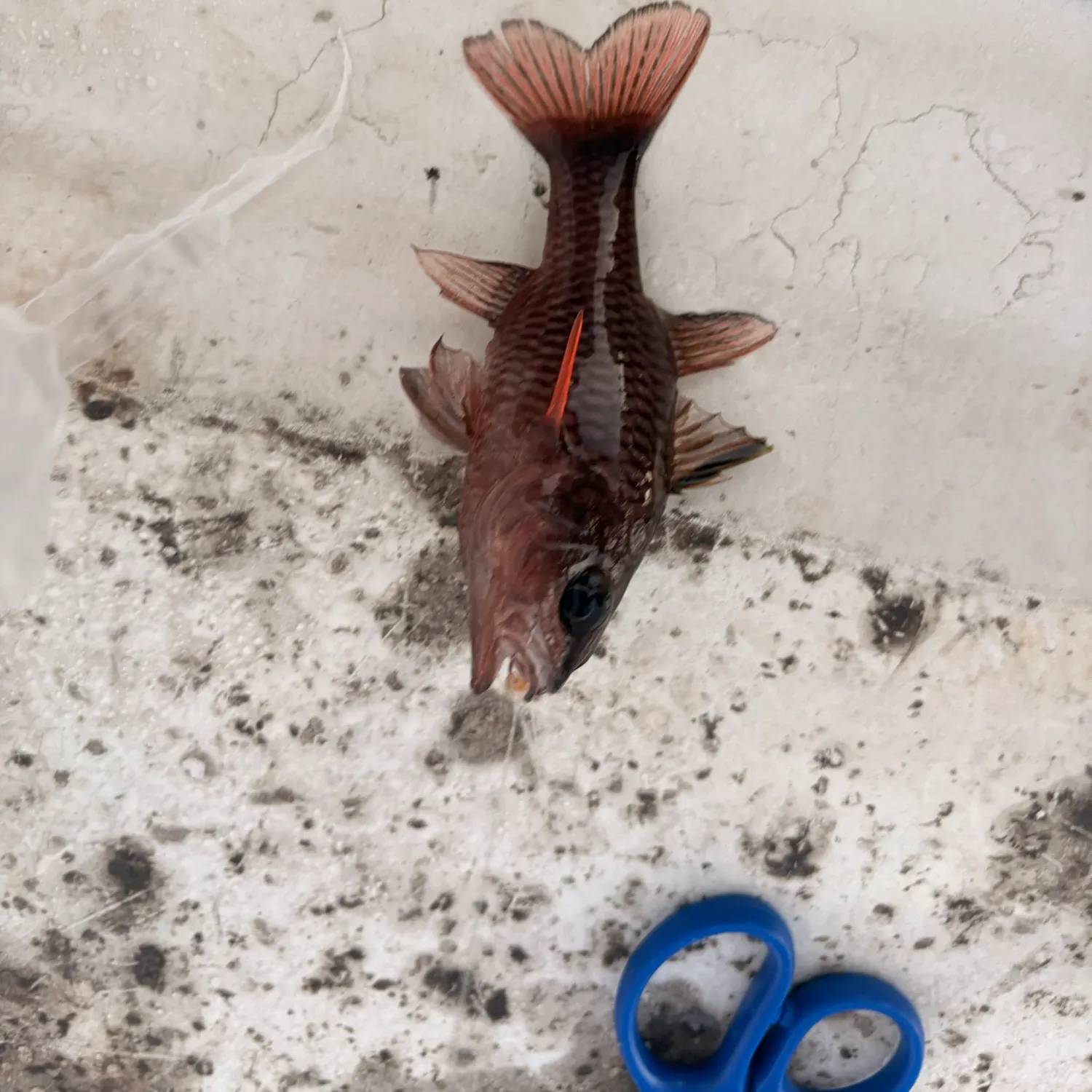 The most recent Bandfin cardinalfish catches on Fishbrain