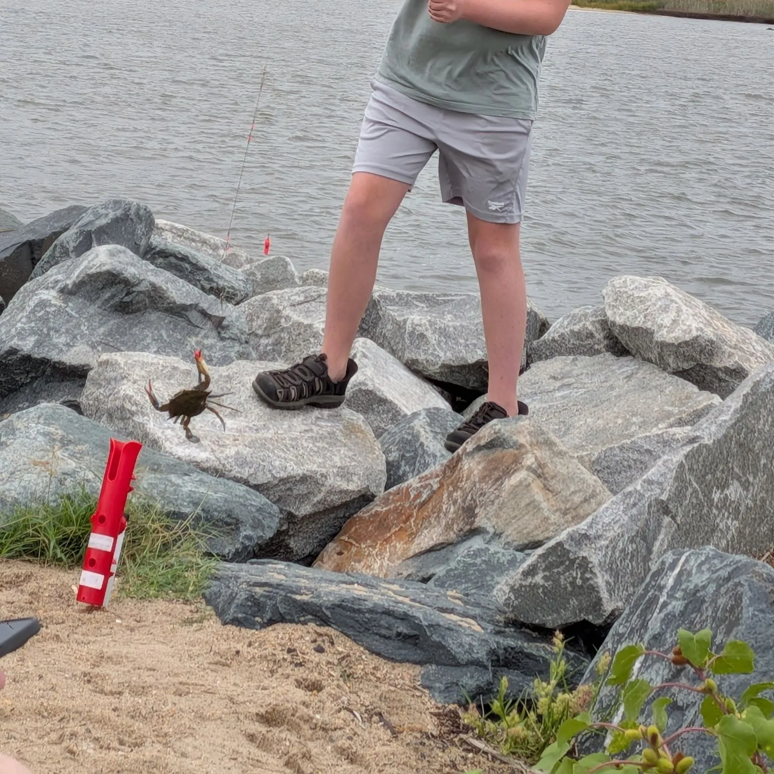 Blue crab caught on Fishbrain