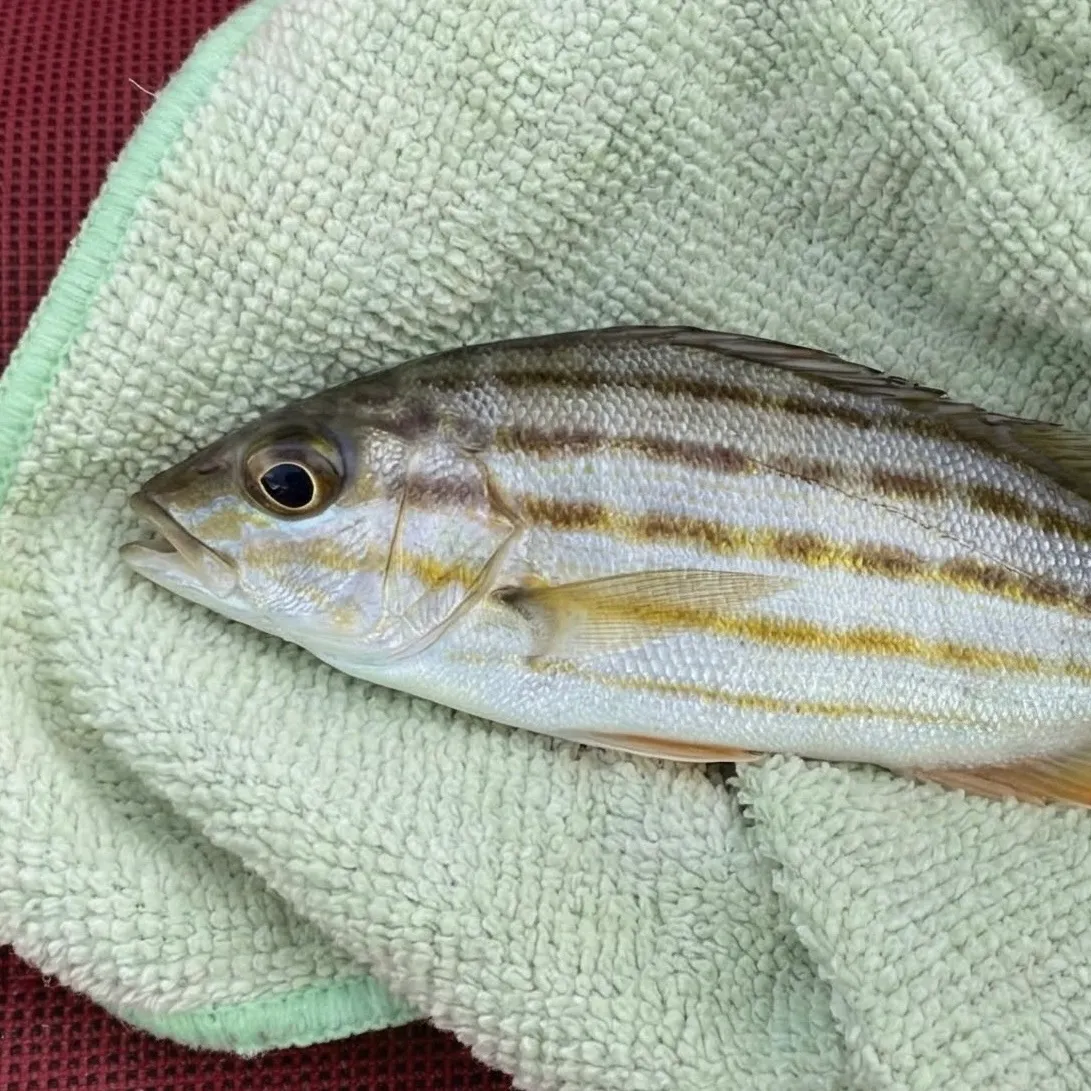 The most recent Eastern striped grunter catches on Fishbrain