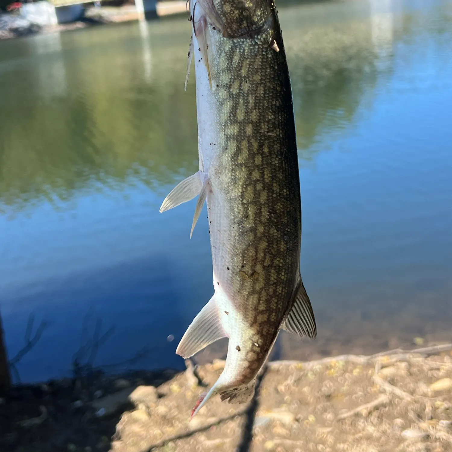 Chain pickerel caught on Fishbrain