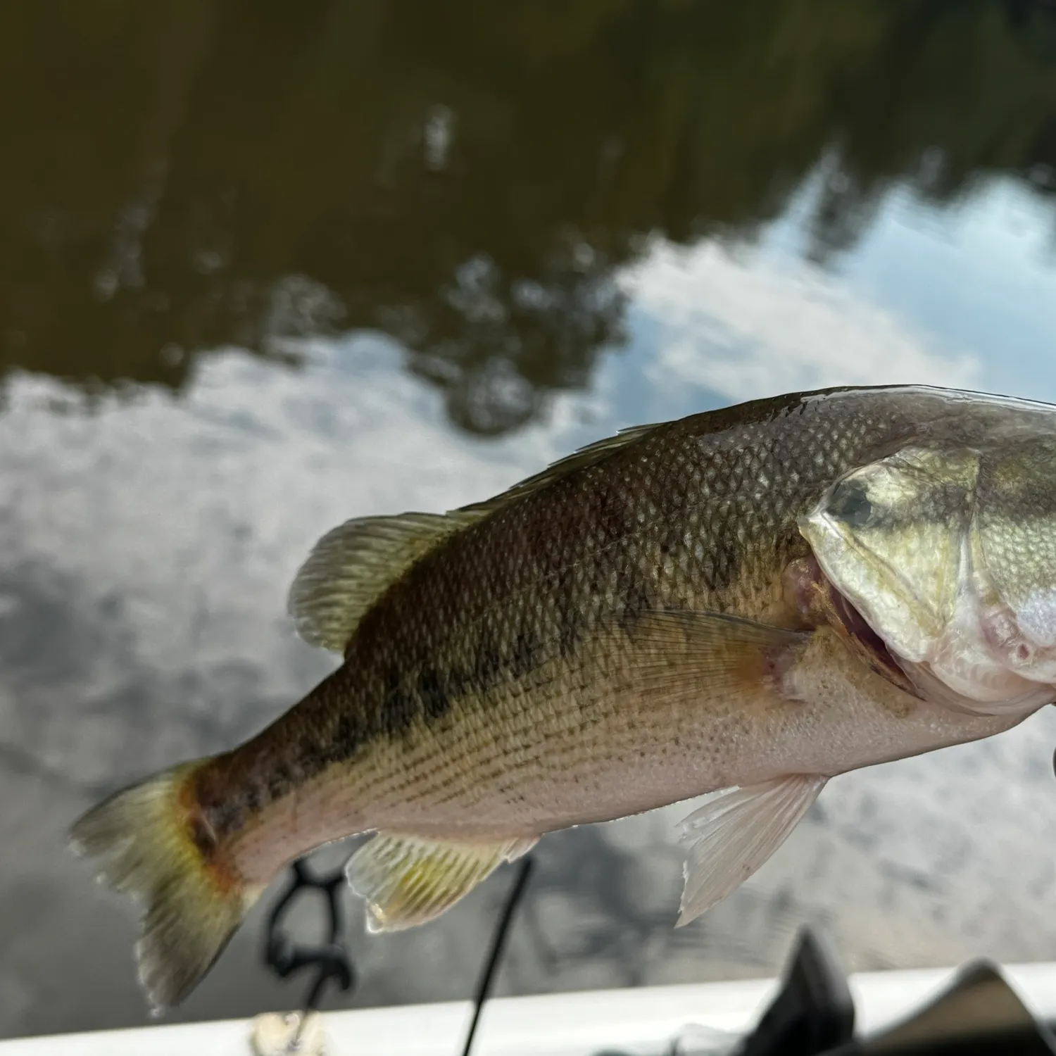 Spotted bass caught on Fishbrain