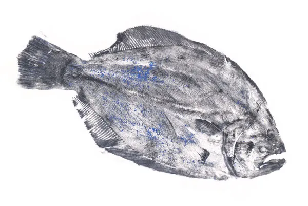 Brazilian flounder