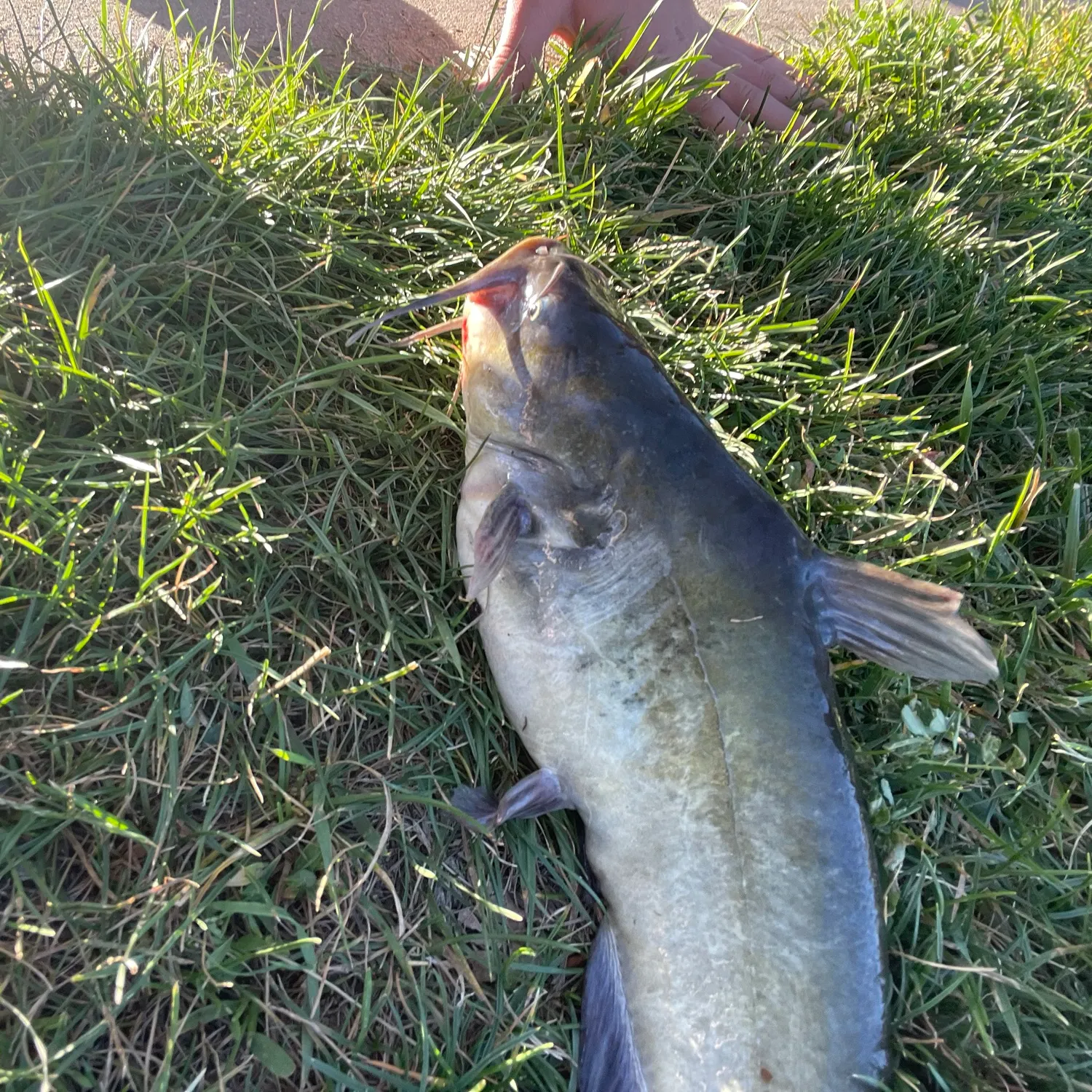 Channel catfish caught on Fishbrain