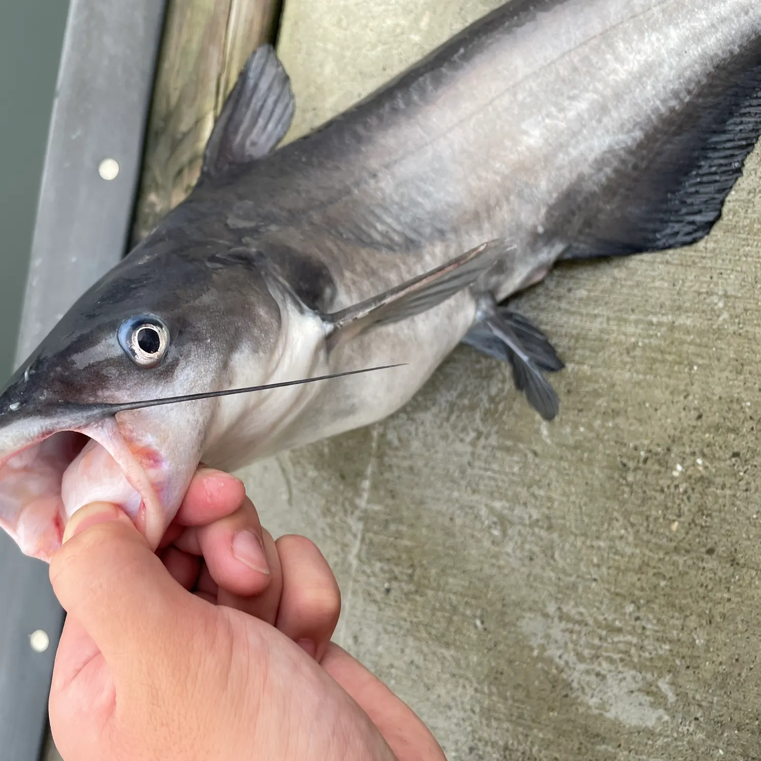 Channel catfish caught on Fishbrain