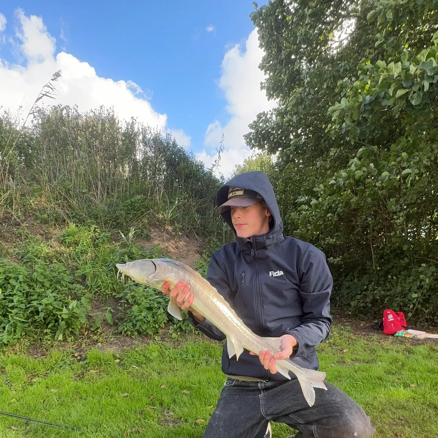 White sturgeon caught on Fishbrain