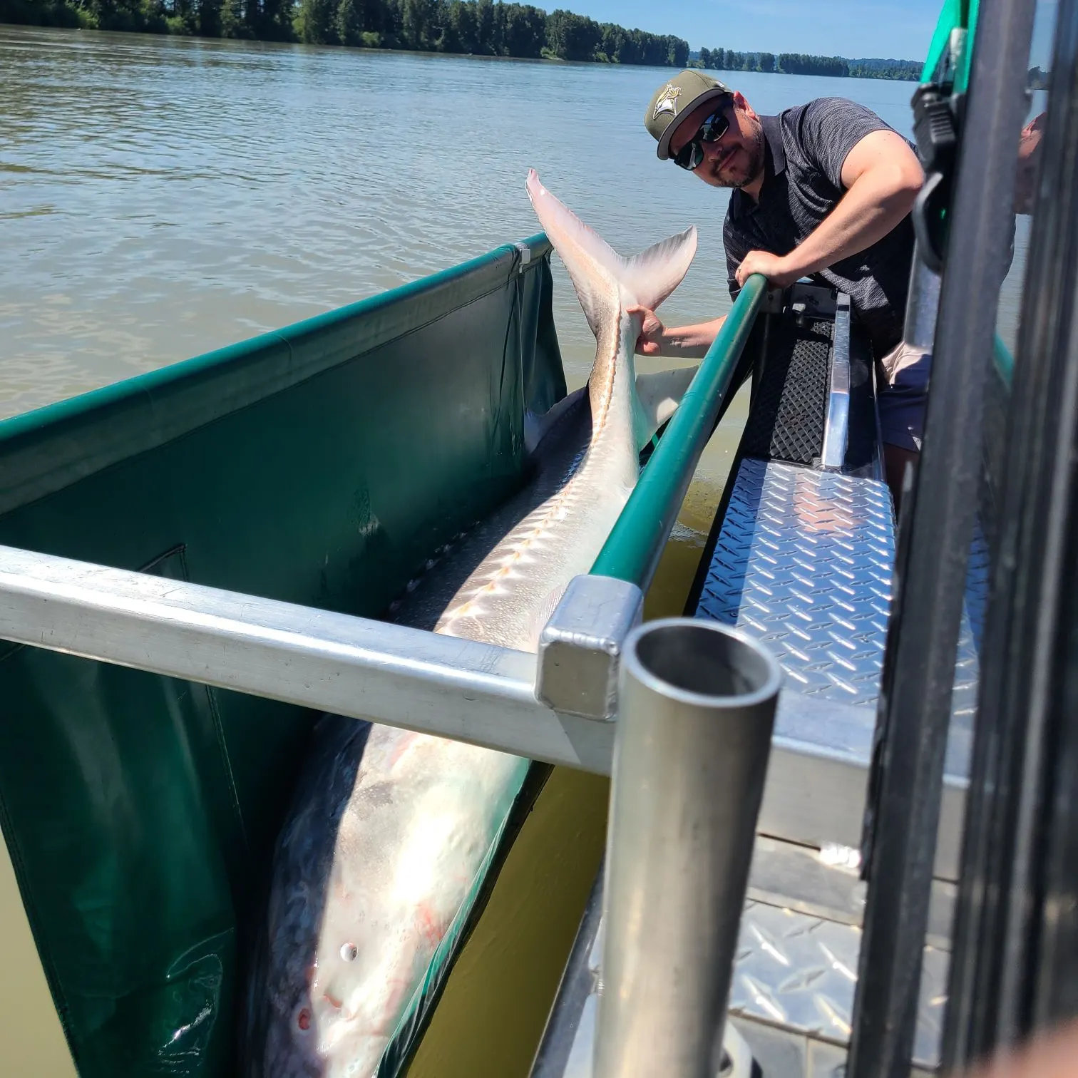 The most recent White sturgeon catches on Fishbrain