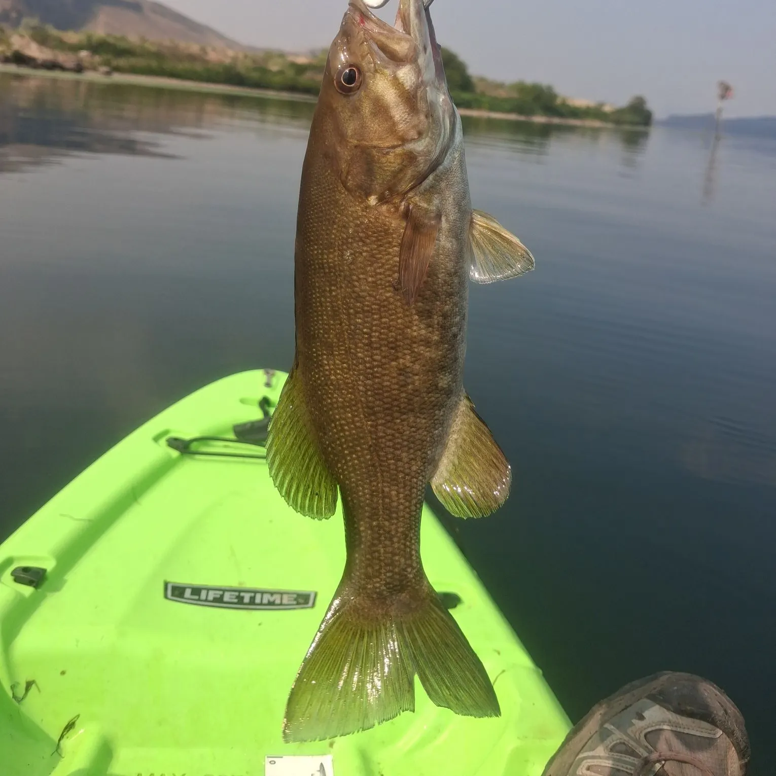 Smallmouth bass caught on Fishbrain