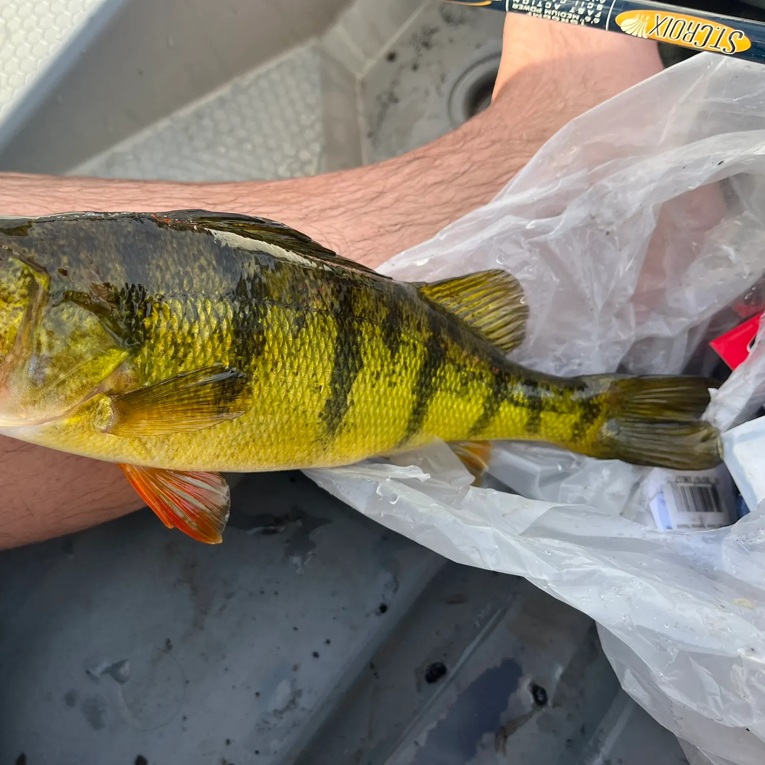 Yellow perch caught on Fishbrain