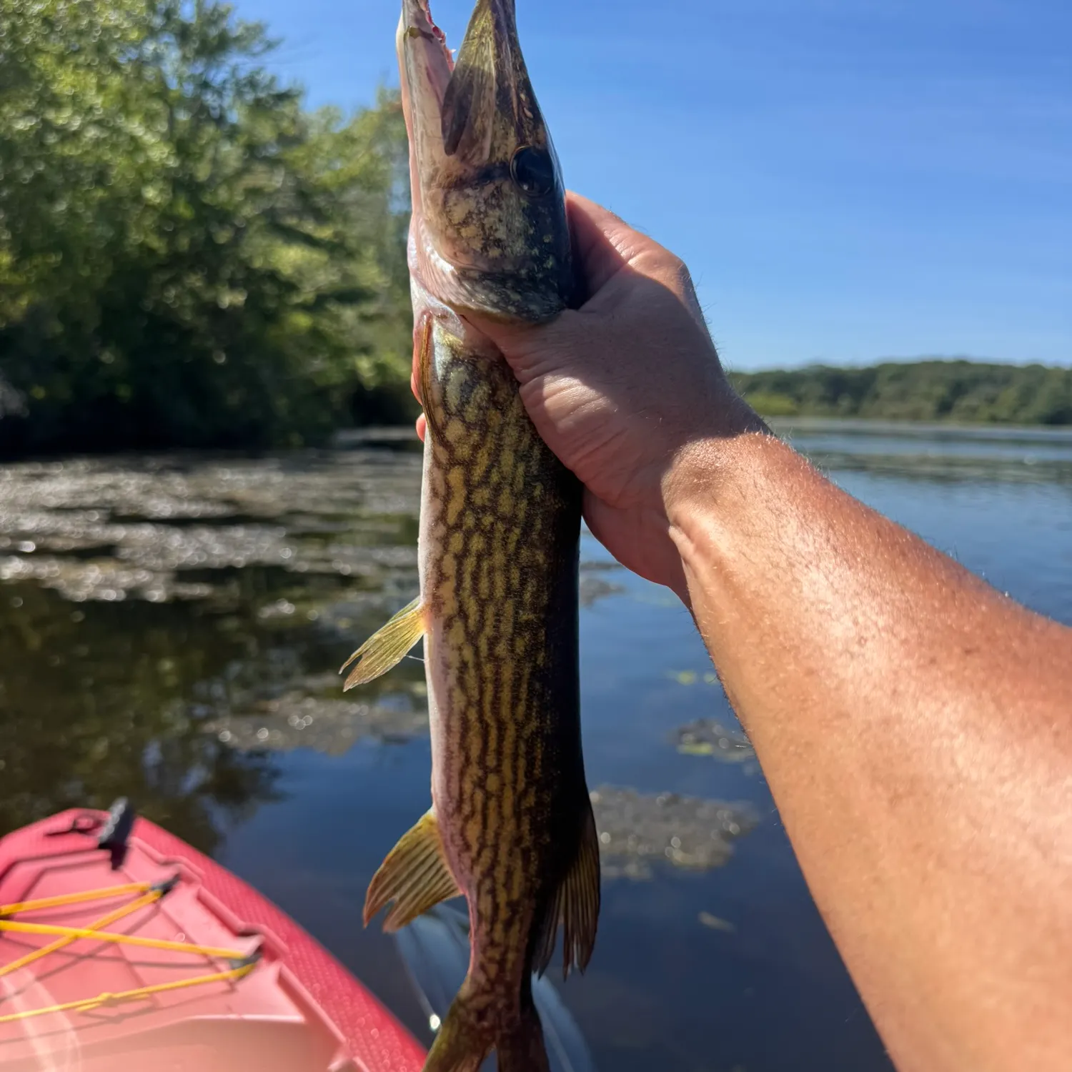 Chain pickerel caught on Fishbrain