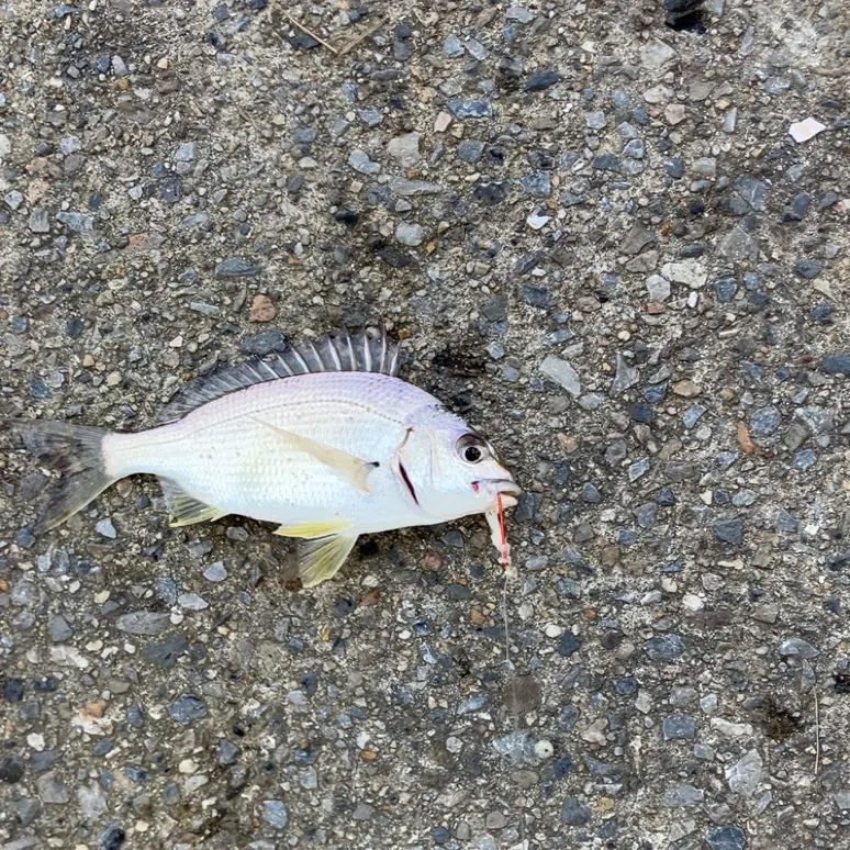 Southern black bream caught on Fishbrain