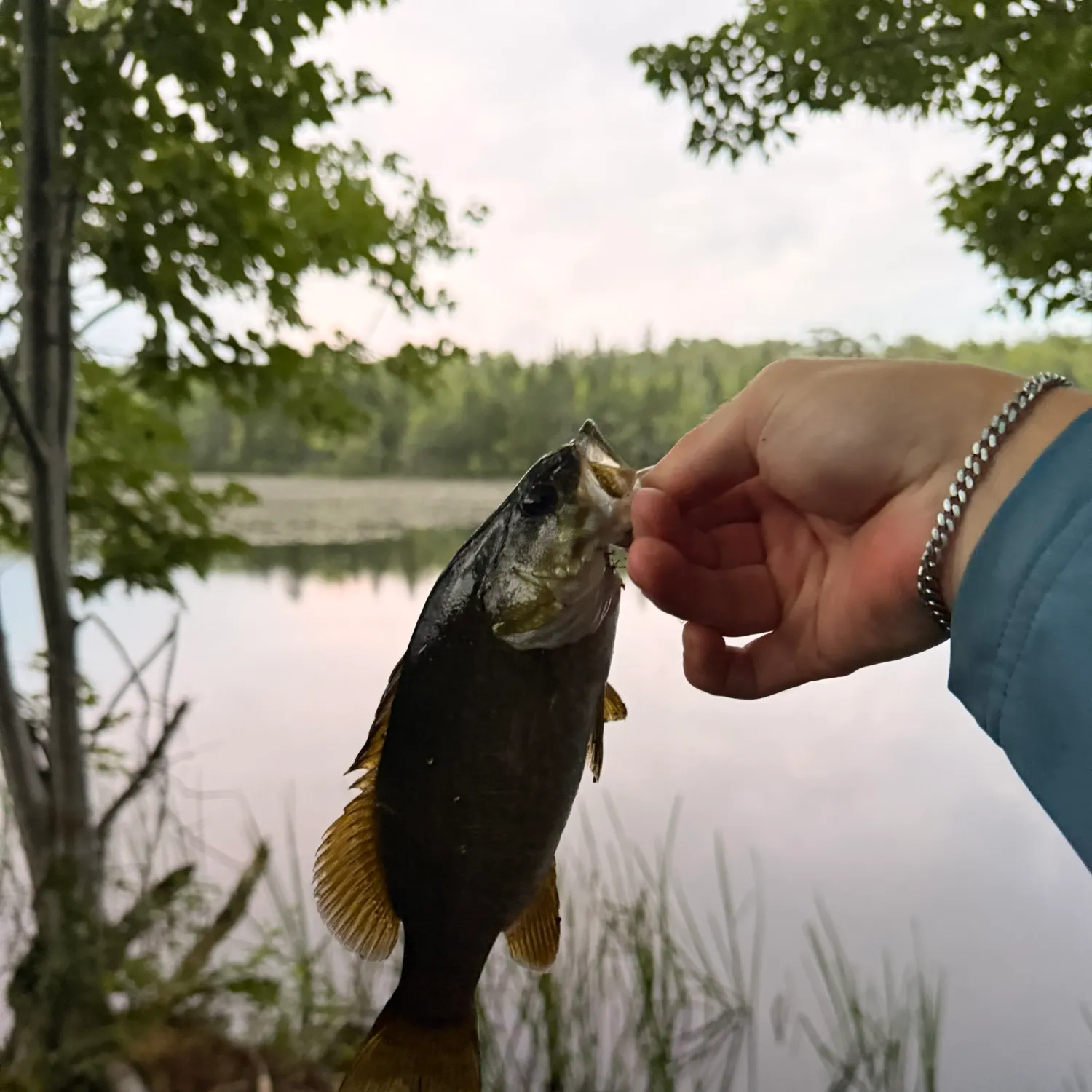 Smallmouth bass caught on Fishbrain