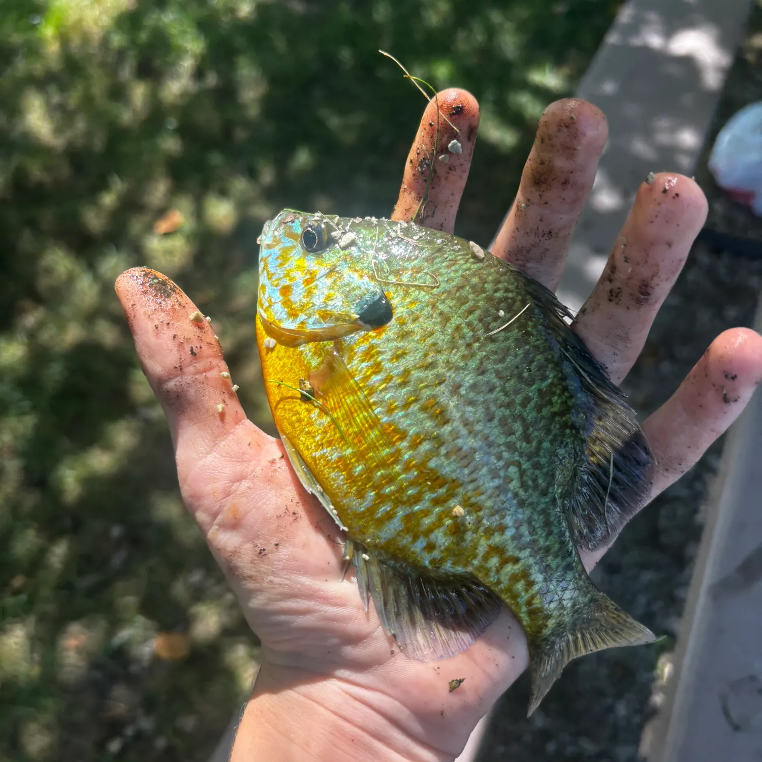 The most recent Orangespotted sunfish catches on Fishbrain