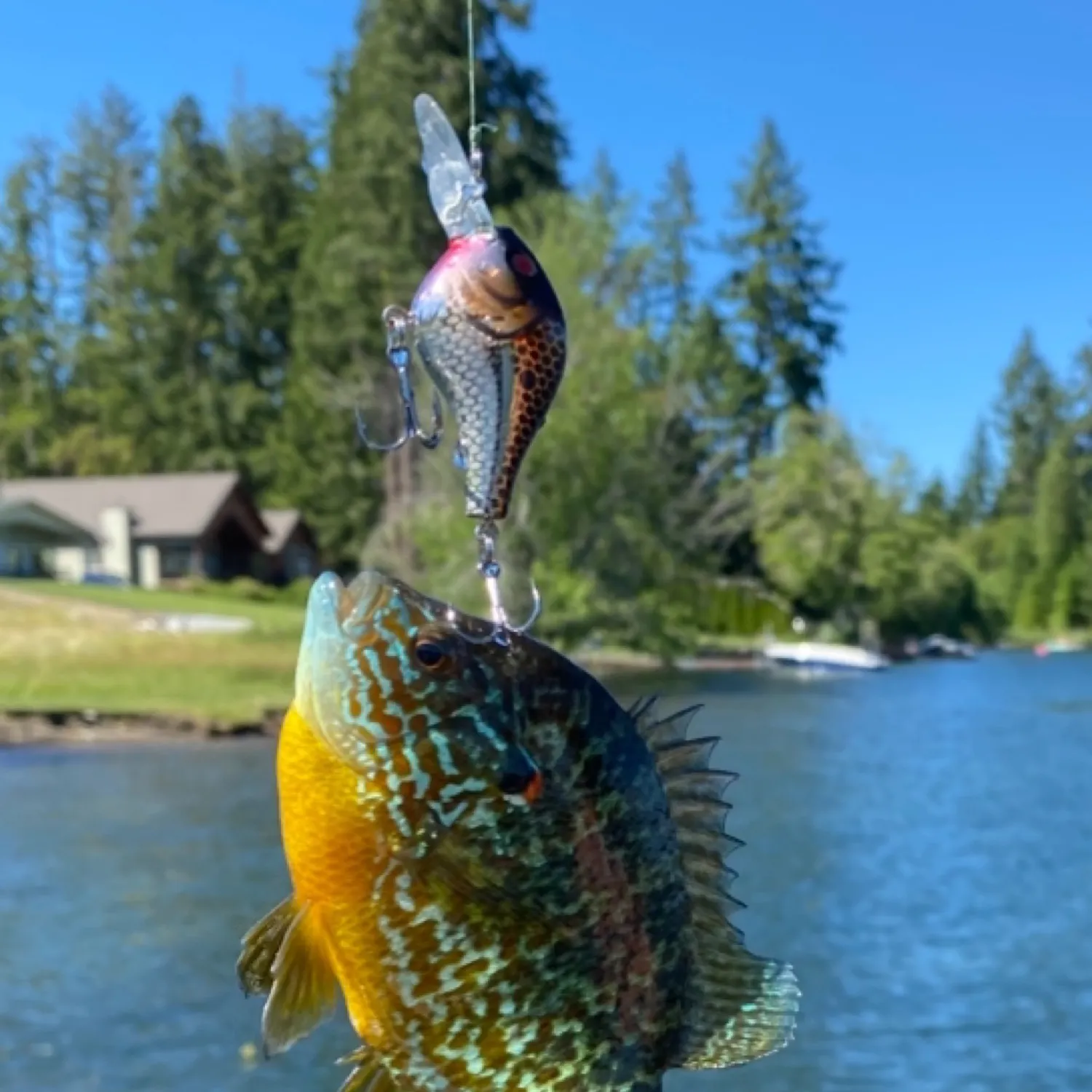 angler catch