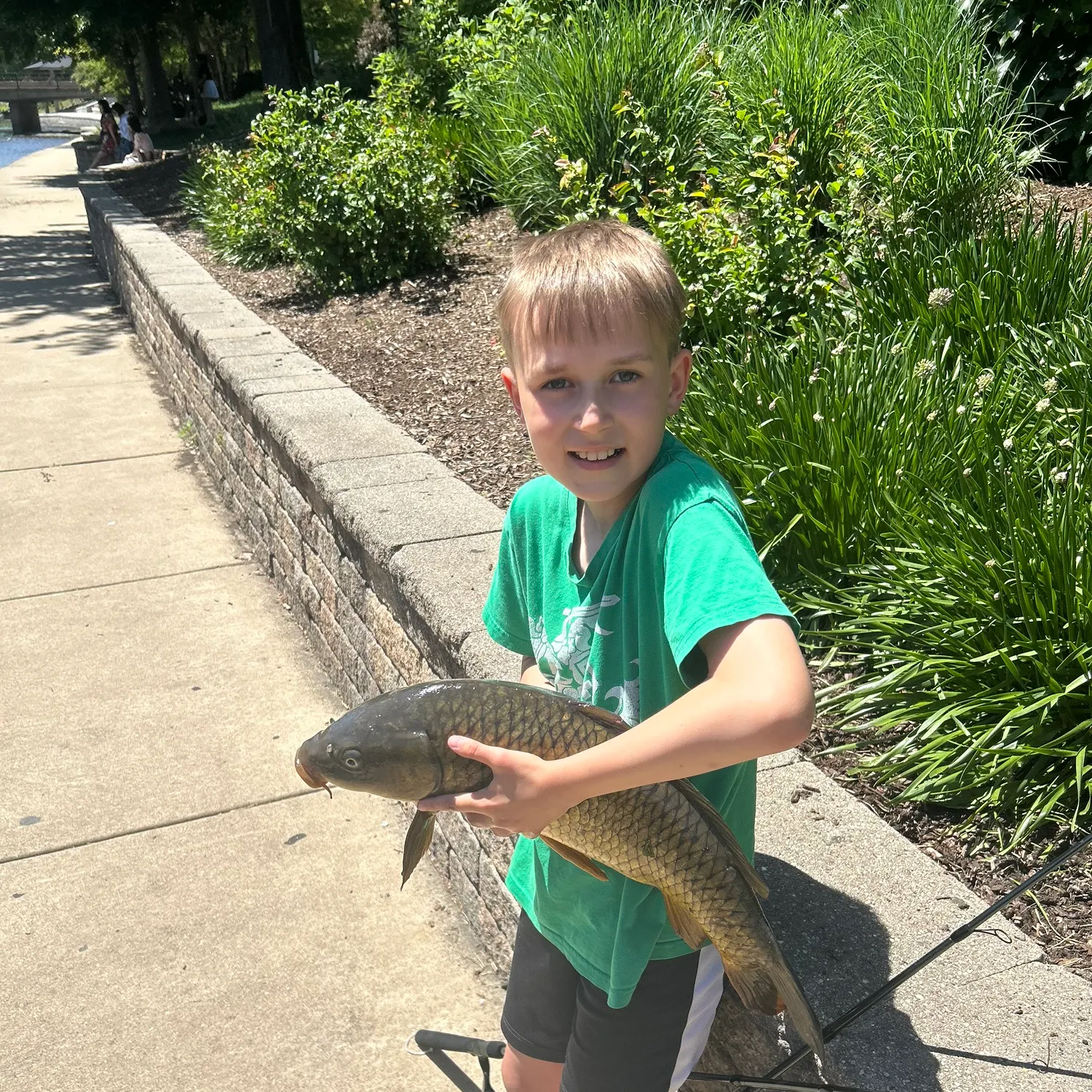 Common carp caught on Fishbrain