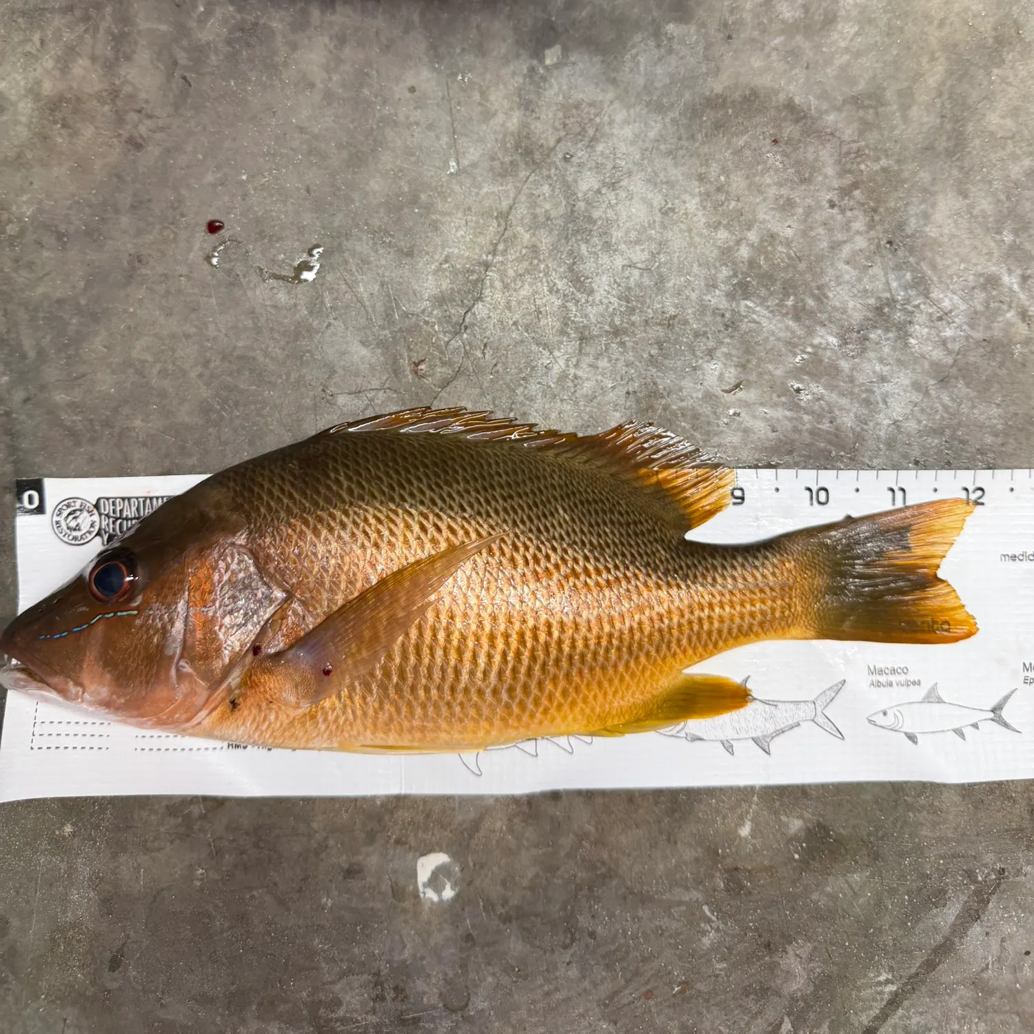 The most recent Dog Snapper catches on Fishbrain