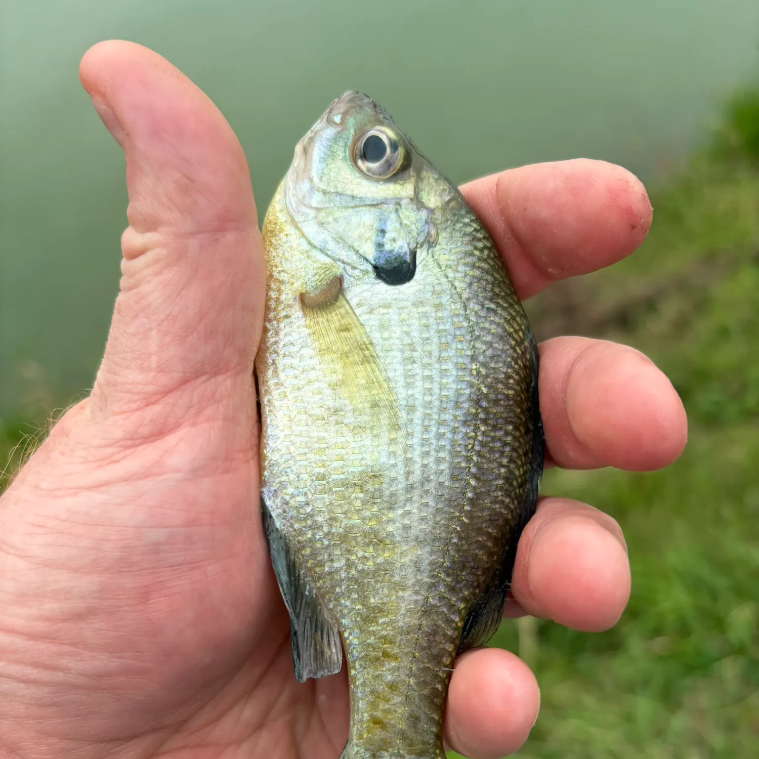 Bluegill caught on Fishbrain