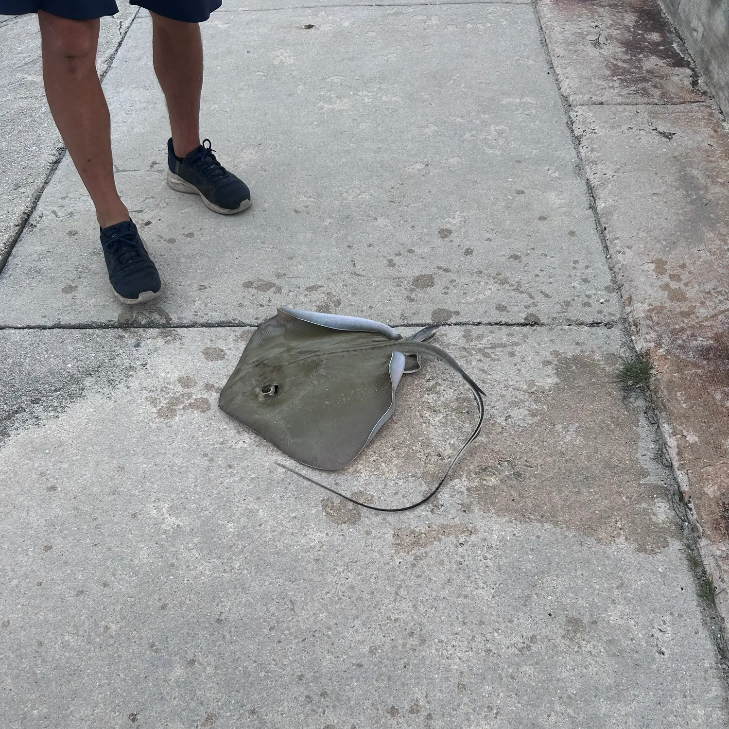 The most recent Southern stingray catches on Fishbrain