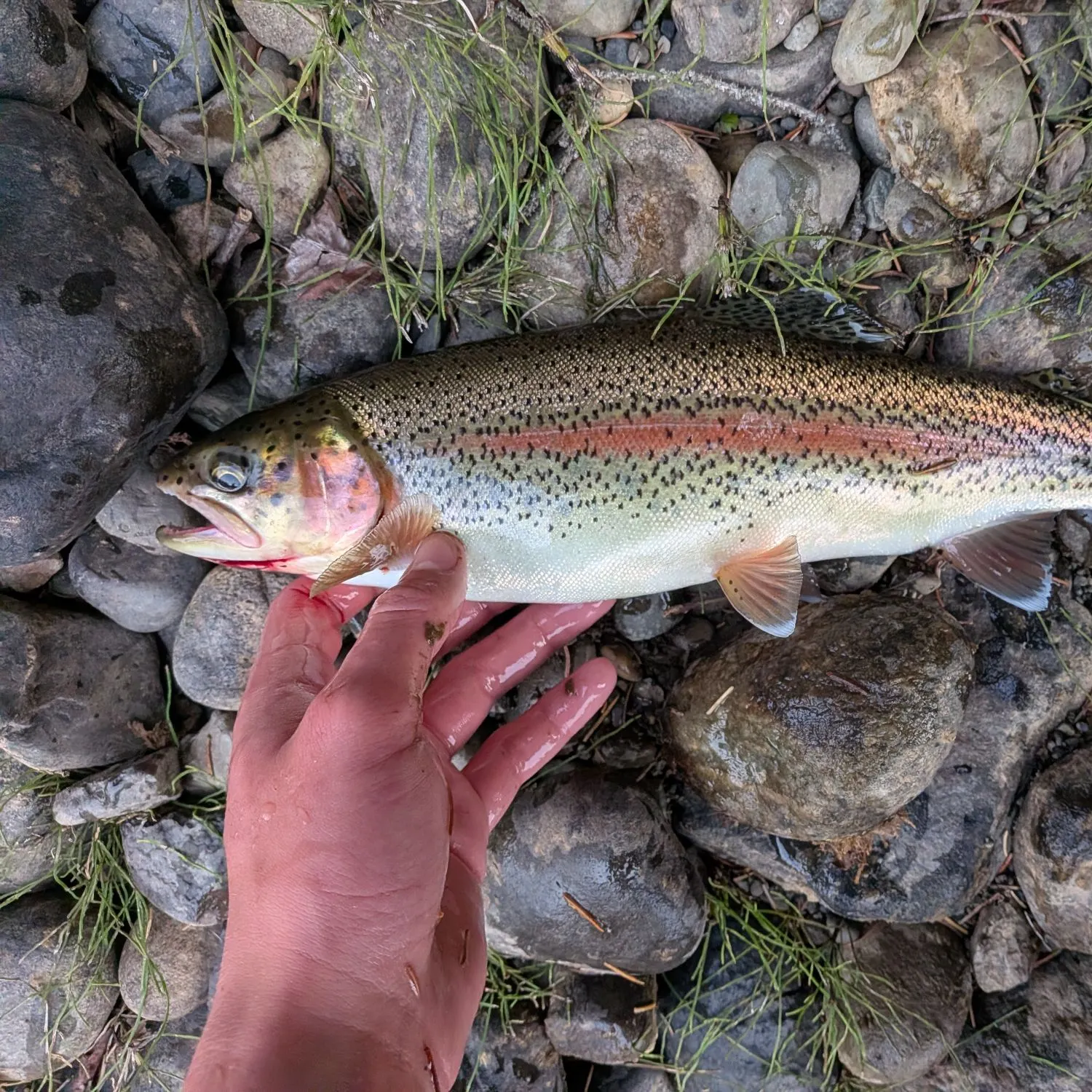 The most recent Kamloops trout catches on Fishbrain