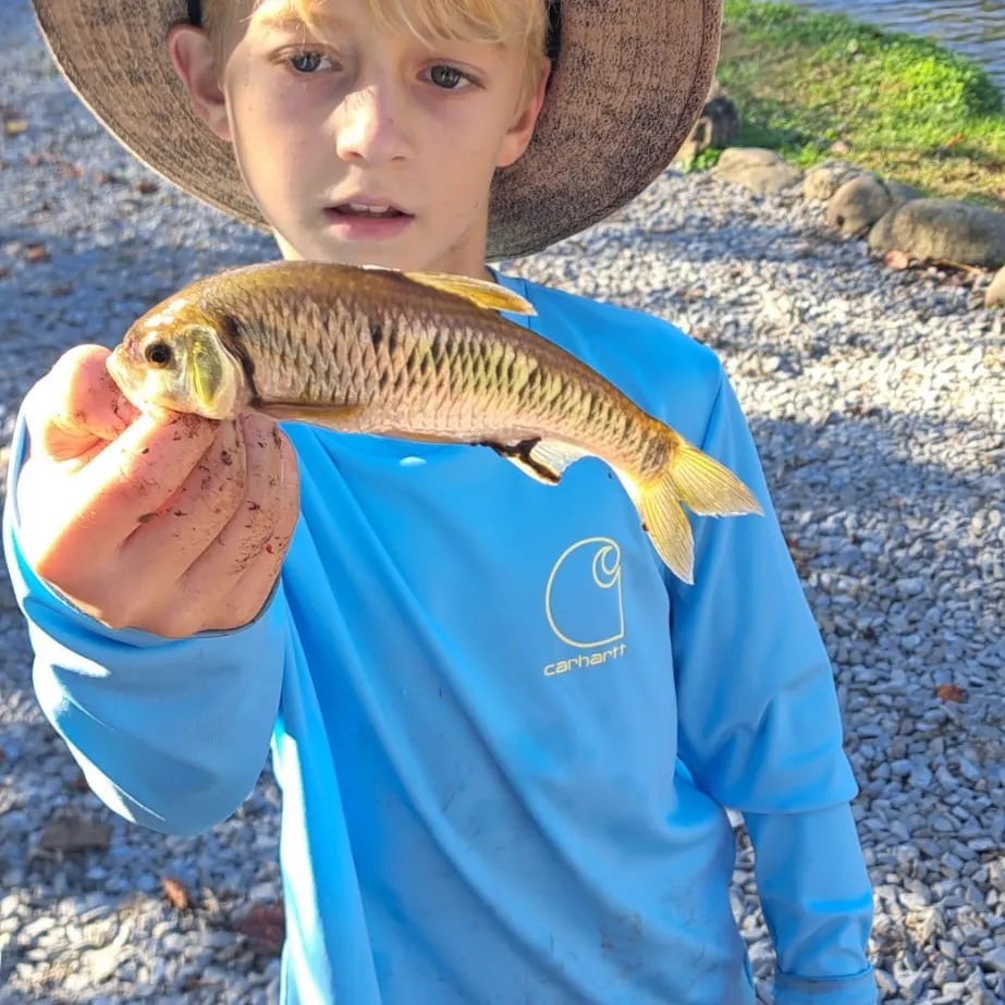 Striped shiner caught on Fishbrain