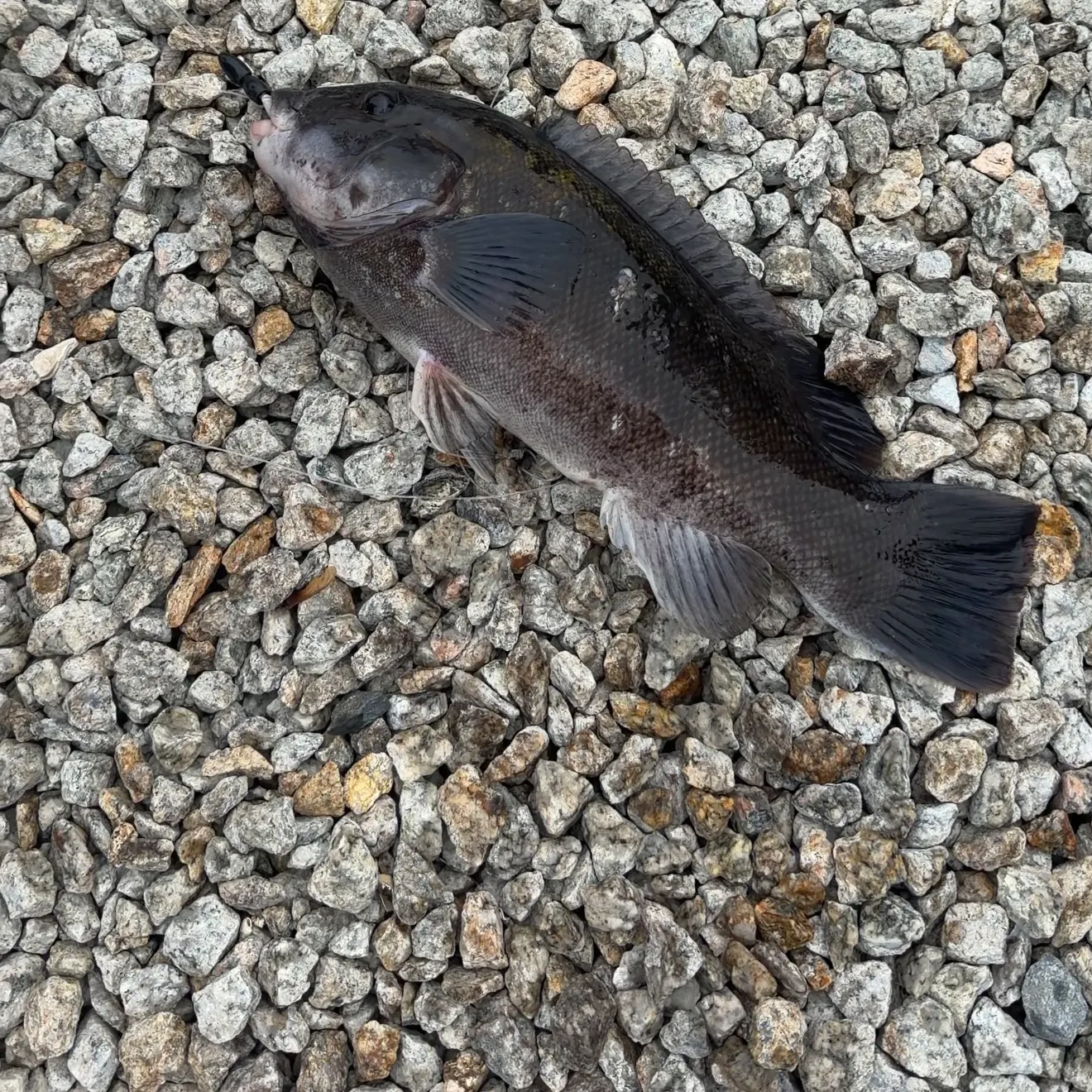 Tautog caught on Fishbrain