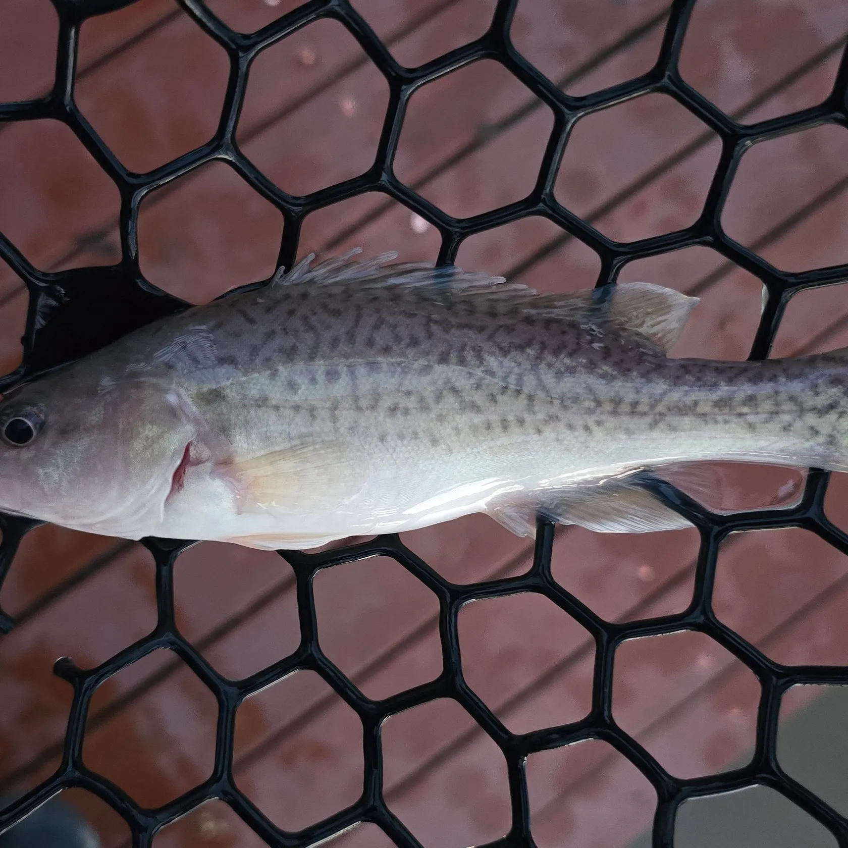 The most recent Trout cod catches on Fishbrain