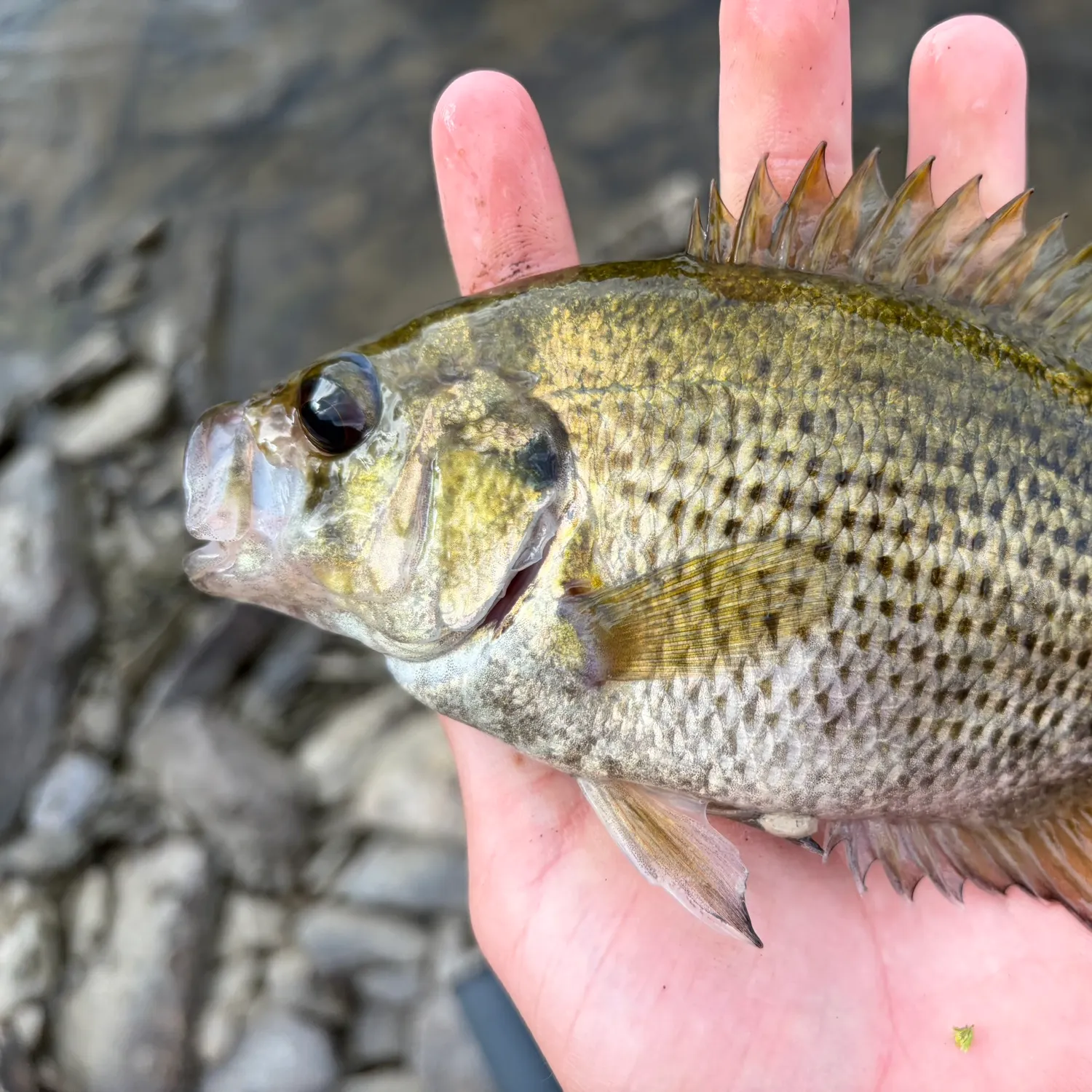 Rock bass caught on Fishbrain