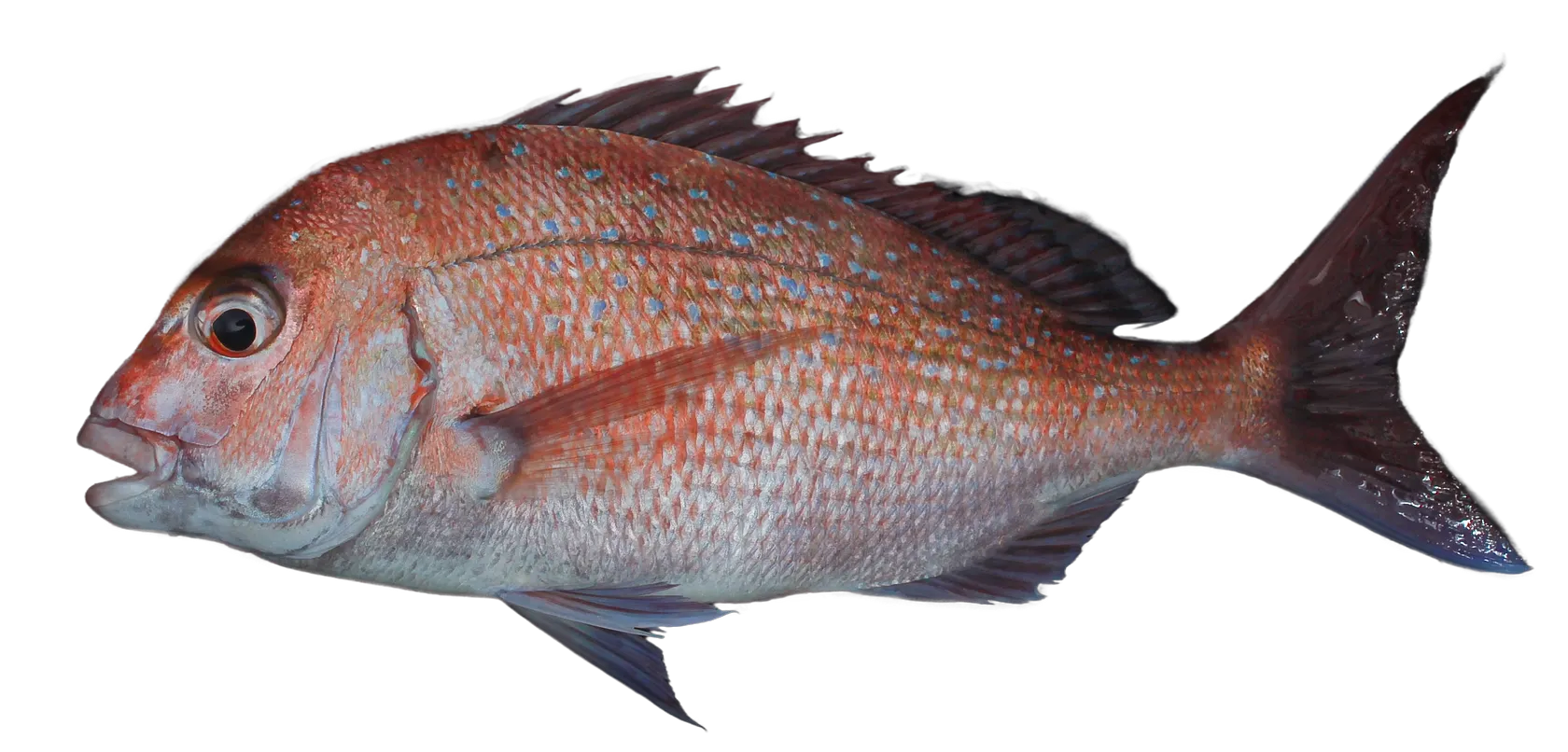 Australasian snapper