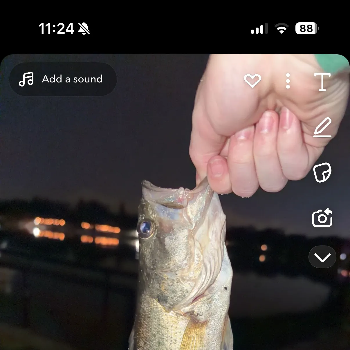 recently logged catches