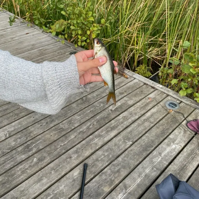 Common roach caught on Fishbrain