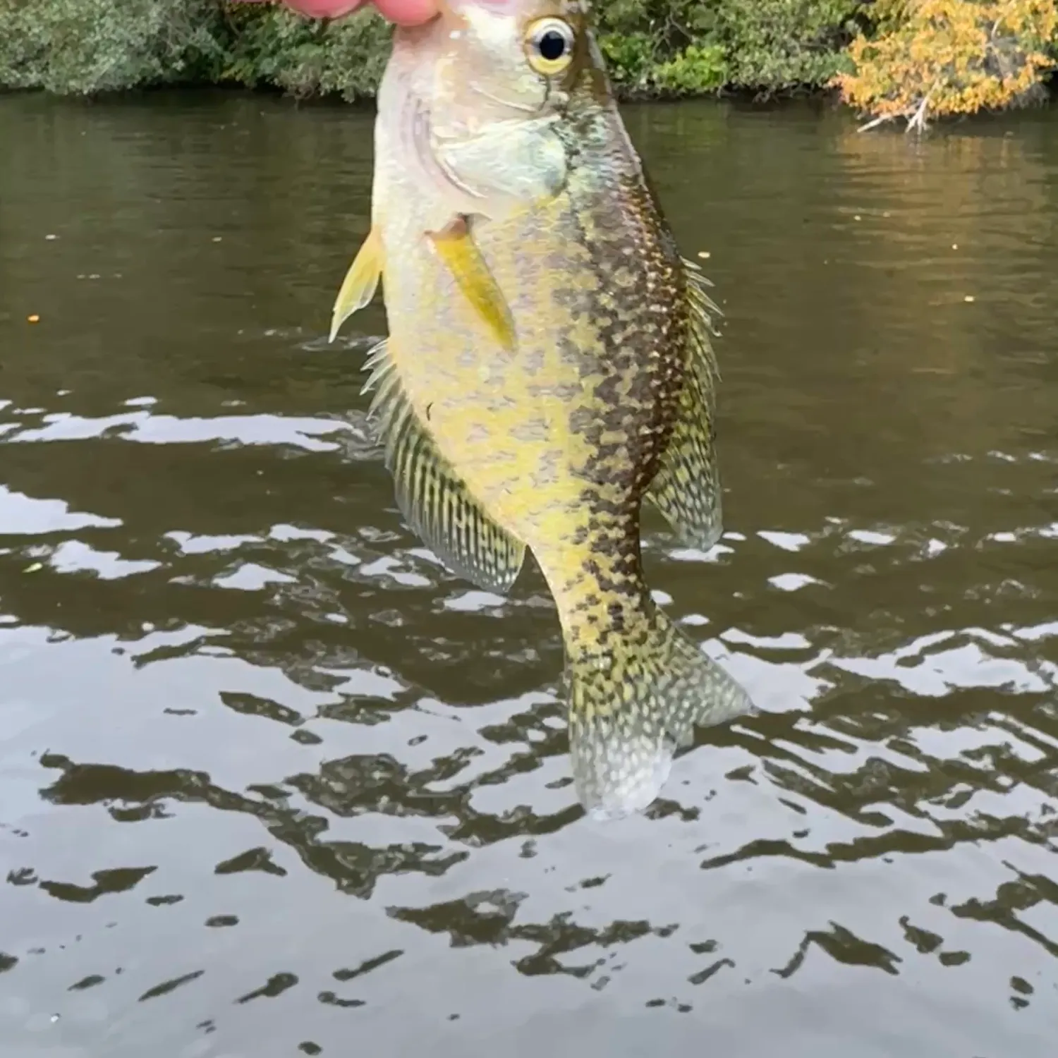 Black crappie caught on Fishbrain