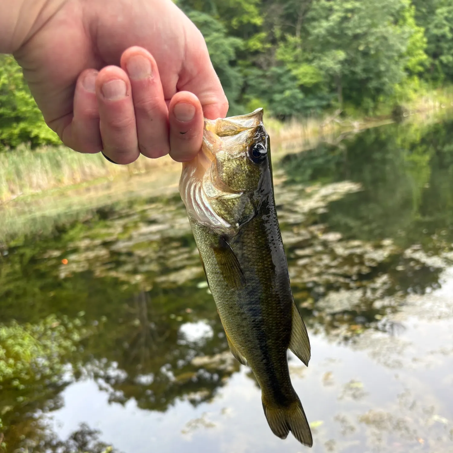 Largemouth bass caught on Fishbrain
