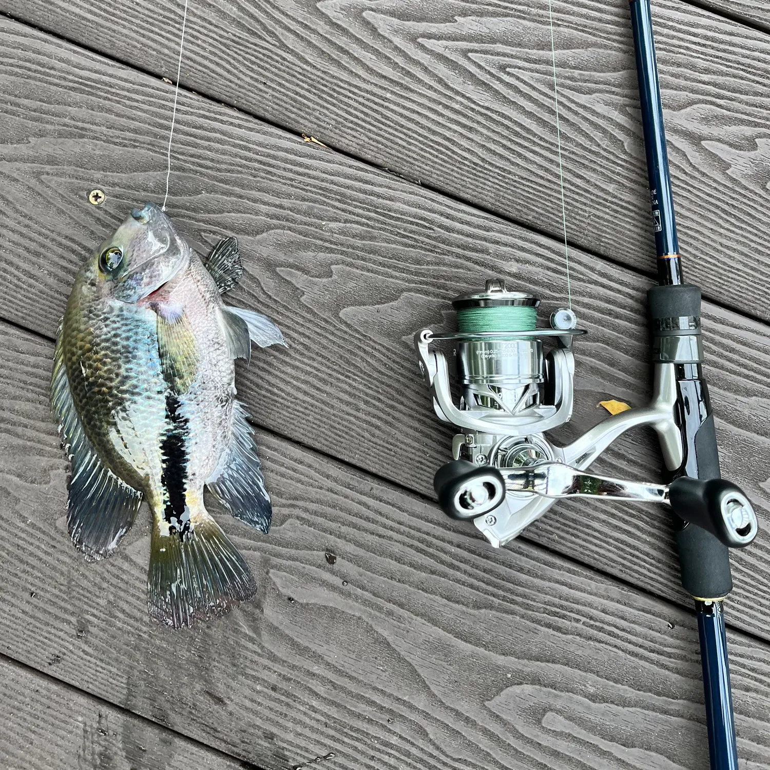 The most recent Redhead cichlid catches on Fishbrain