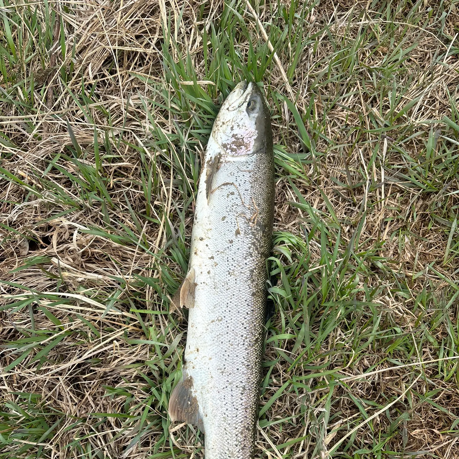 The most recent Steelhead catches on Fishbrain