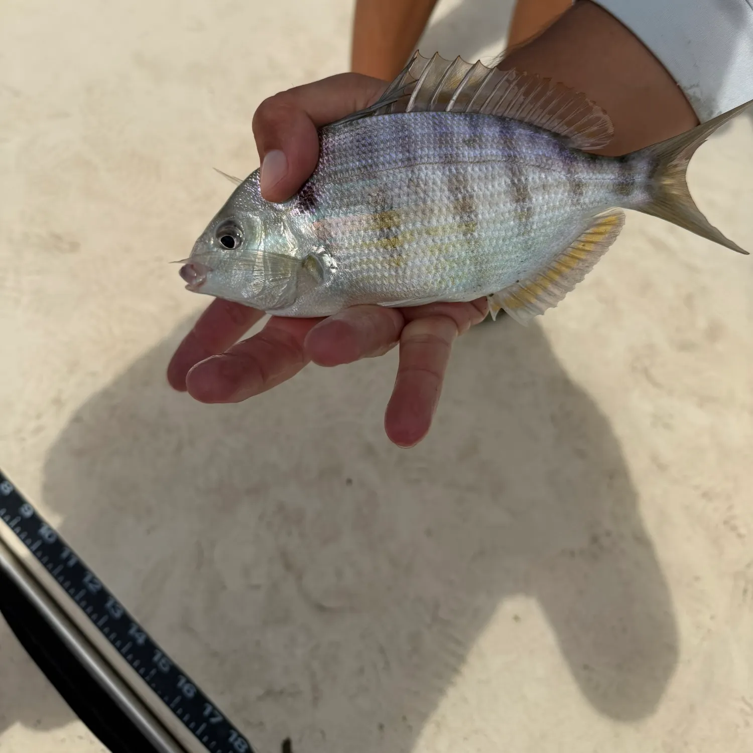 Pinfish caught on Fishbrain