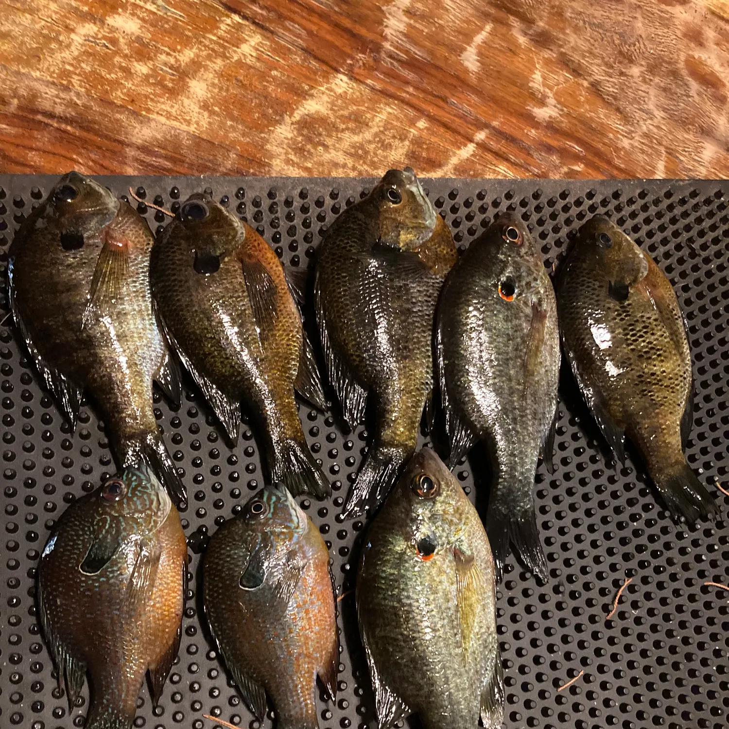 recently logged catches