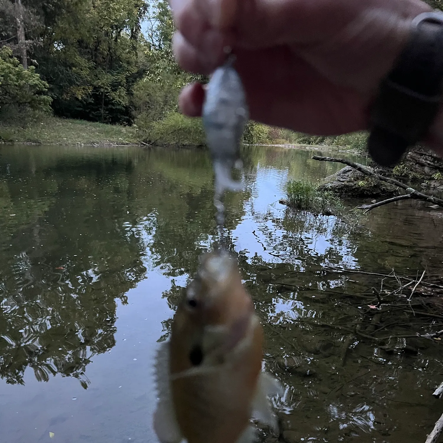 Redbreast sunfish caught on Fishbrain