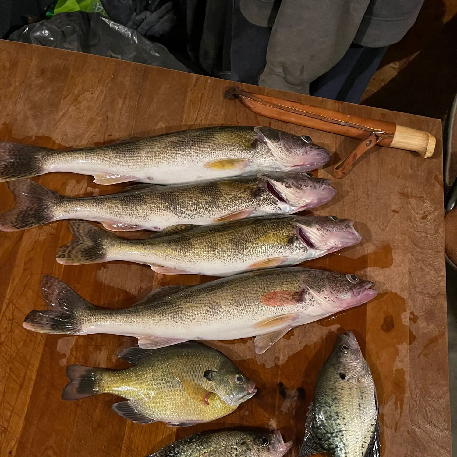 recently logged catches