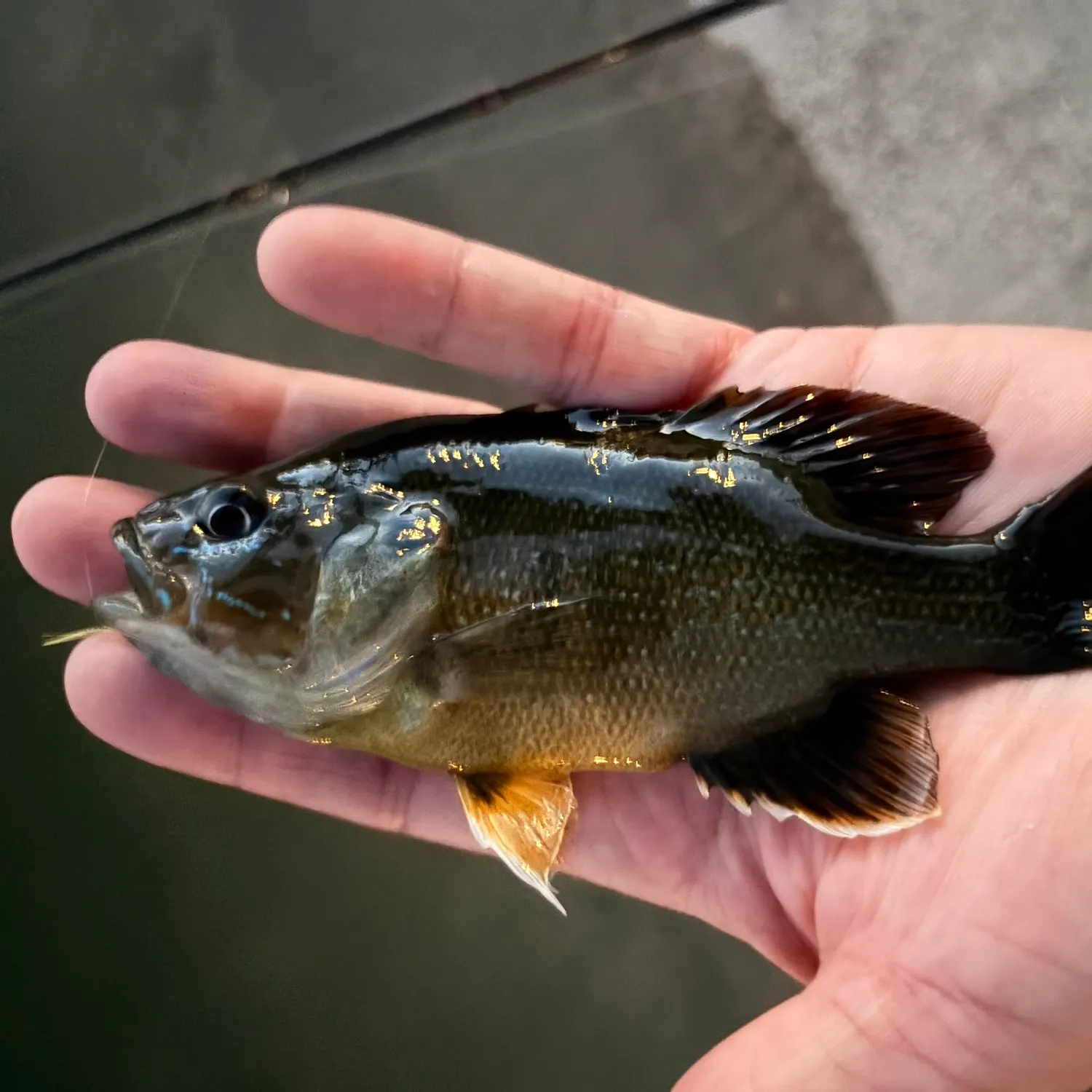 Green sunfish caught on Fishbrain