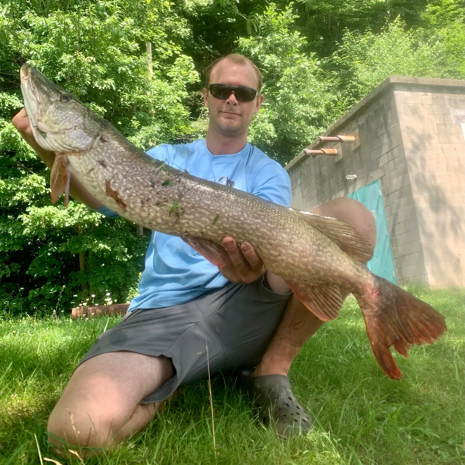 Northern pike caught on Fishbrain