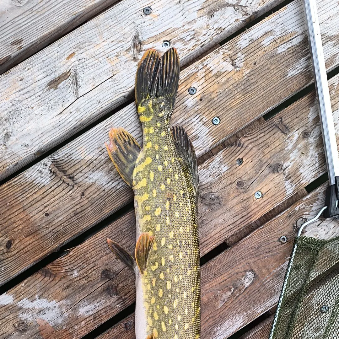 Northern pike caught on Fishbrain