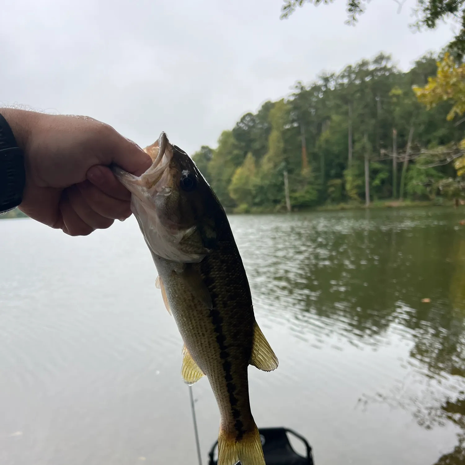 Spotted bass caught on Fishbrain