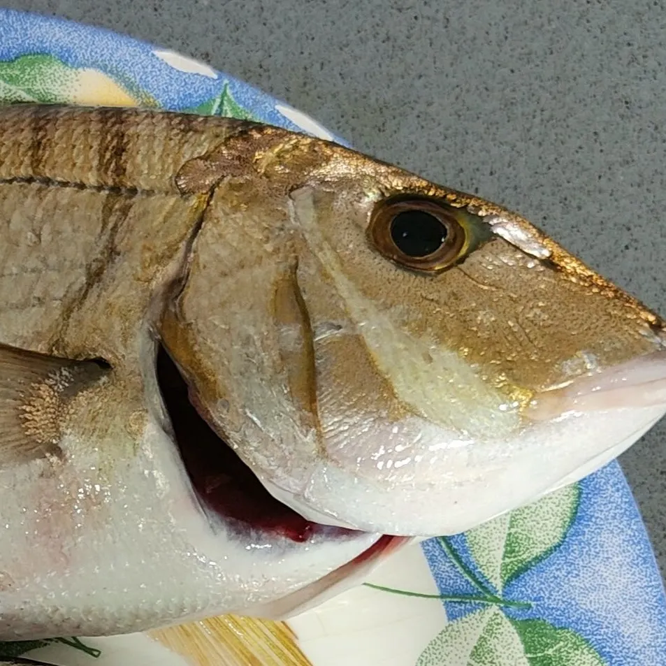 The most recent Striped seabream catches on Fishbrain